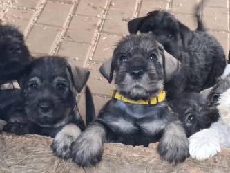 Standard Schnauzer Pepper / salt