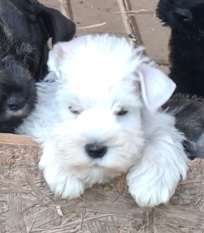 Knírač malý bílý