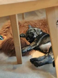 Knírač střední pepř a sůl