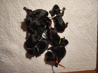 Knírač malý černostříbřítý / Miniature Schnauze...