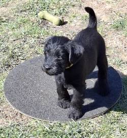 Knírač střední černý / Standard Schnauzer Black