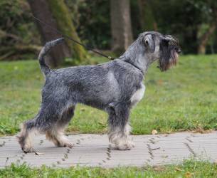 Knírač střední pepř a sůl / Standard Schnauzer...