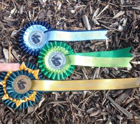 GIANT SCHNAUZER CLUB OPEN SHOW