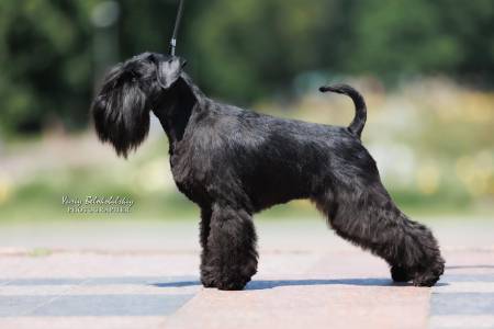 Otis Boanergos SAKURA