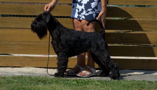 BLACK EYED PEA  Grand Calvera