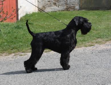 CIAO BELLA LEEBREN Grand Calvera