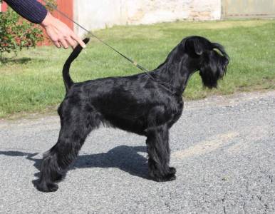 VALENTINA BLACK  Grand Calvera