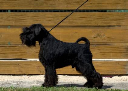 Dog - Otho´s MIDNIGHT COWBOY