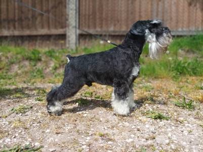 Stadtler´s SOUTHERN GENTLEMAN