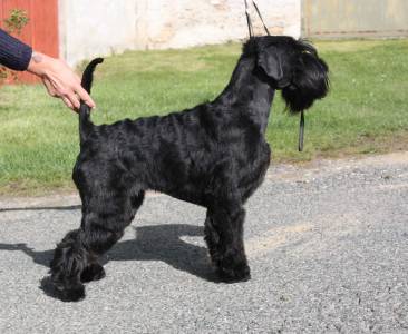 YULIA BLACK  Grand Calvera