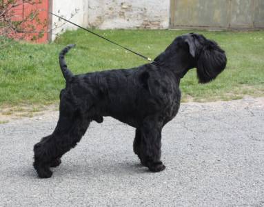 COMBO FH BLACK Grand Calvera