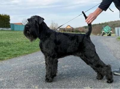 UNA UNICA REALTA Grand Calvera