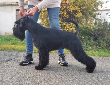 Ebony Eddy´s DEICHI AKIO