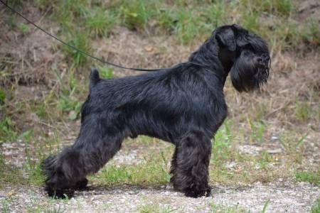 Stadtler´s DANCING IN THE DARK IN PRAGUE