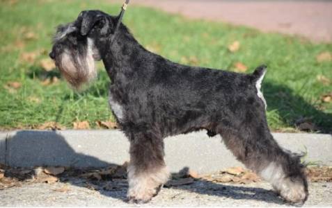 Stadtler THE DARKNESS BEFORE THE DAWN