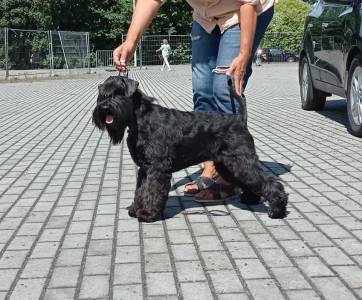 KELLY BLACK  Grand Calvera