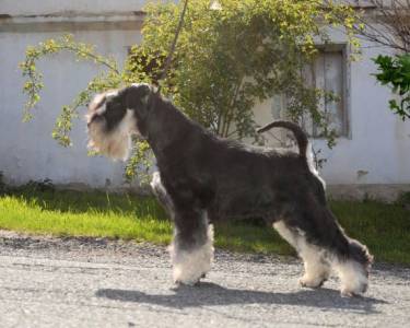 Chinon's UNCONDITIONAL JOY