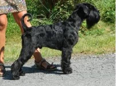 ABSOLUTE WINNER Dakuerto