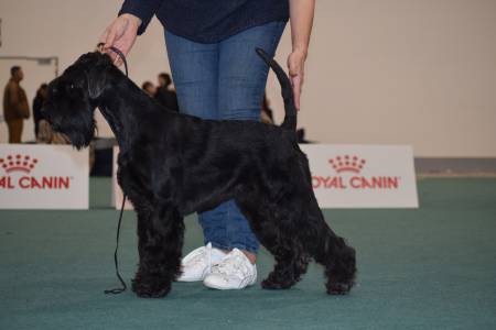 Ya Guidante Grand Calvera