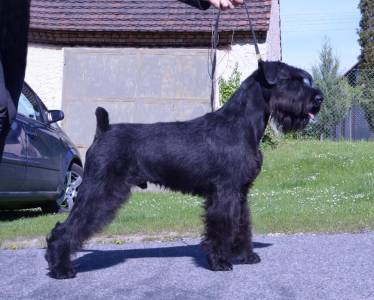 von Shaman`s IRISH IMAGE