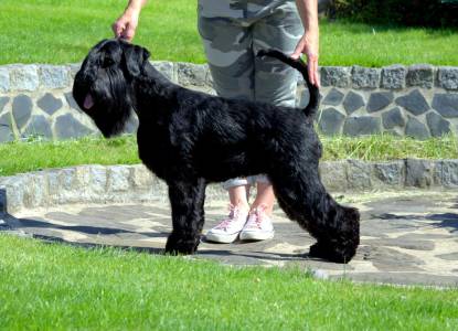 QUE SERA SERA Grand Calvera