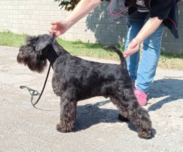 Stadtler´s BLACK AT YOU KID