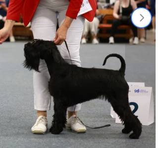 EMMA BLACK  Grand Calvera