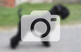 Total Black MIGUEL BOSE'-NA