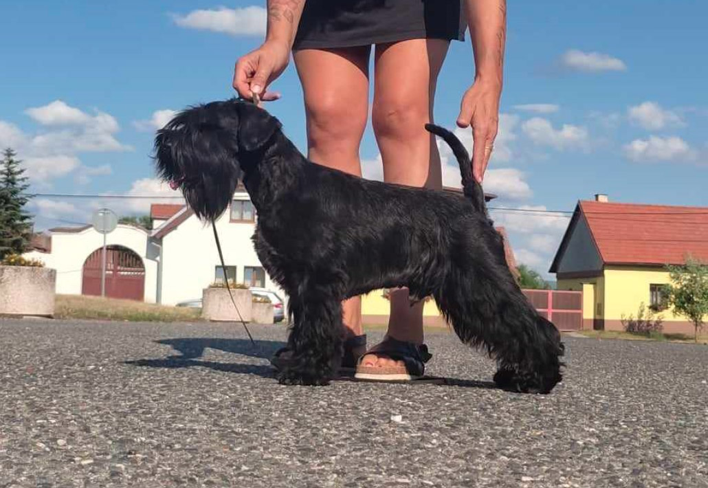 Vzhled malého knírače