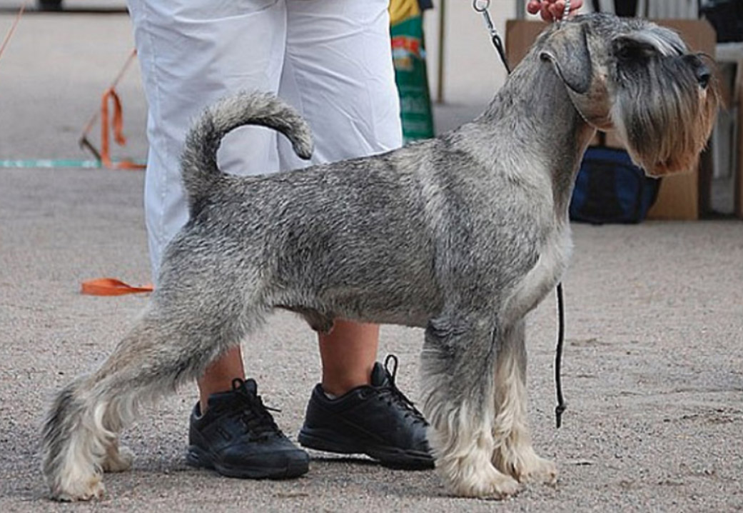 Vzhled středního knírače