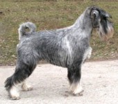 klikni si pro rodokmen / click here for pedigree