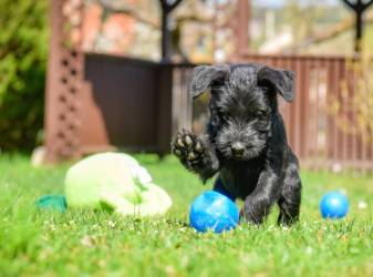 Knírač střední černý / Standard Schnauzer Black